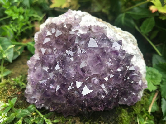 Amethyst Flower Specimen ~ Uruguay - Gem Realm 