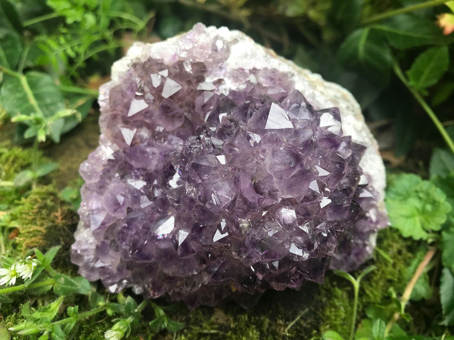 Amethyst Flower Specimen ~ Uruguay - Gem Realm