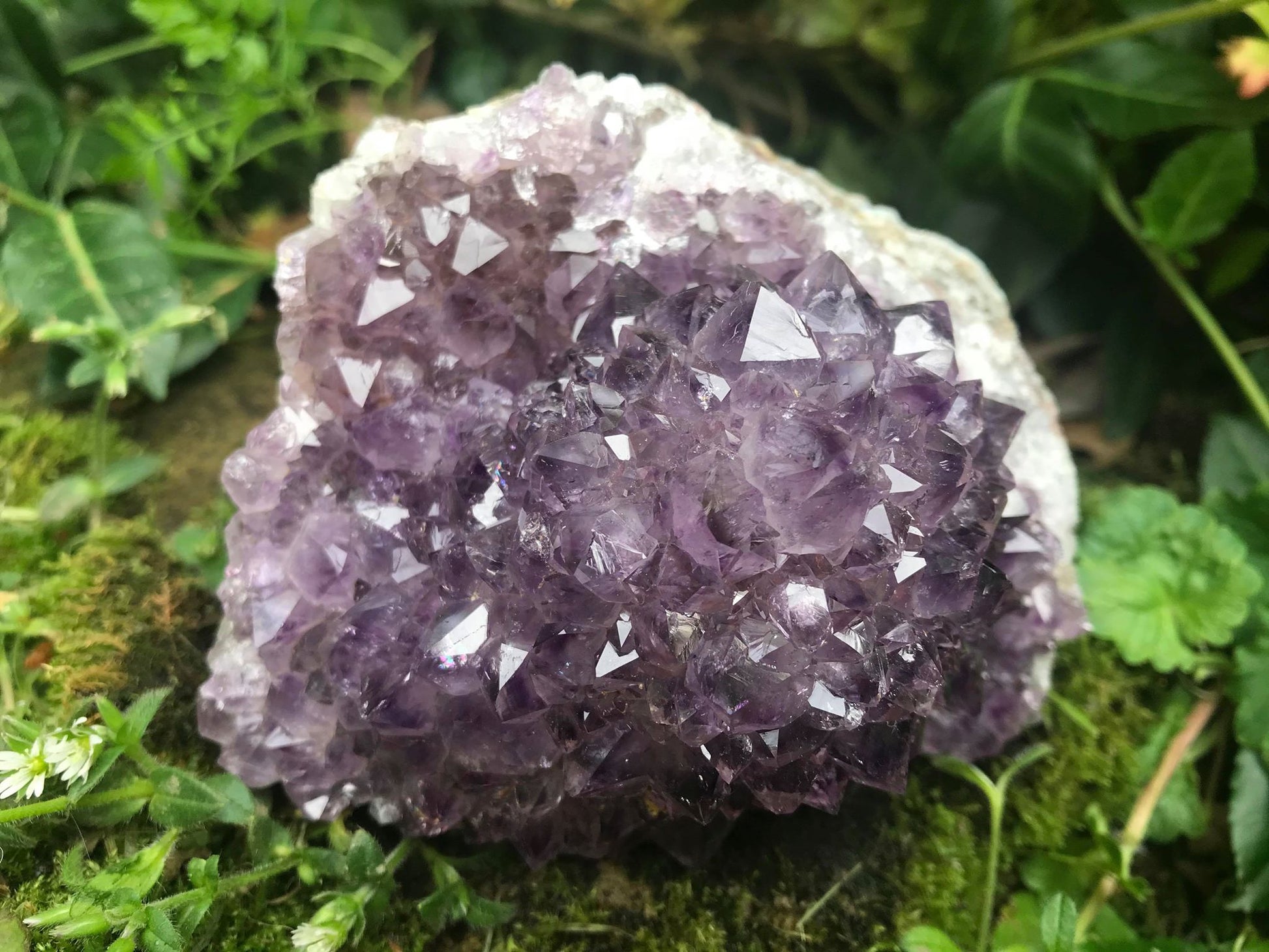 Amethyst Flower Specimen ~ Uruguay - Gem Realm