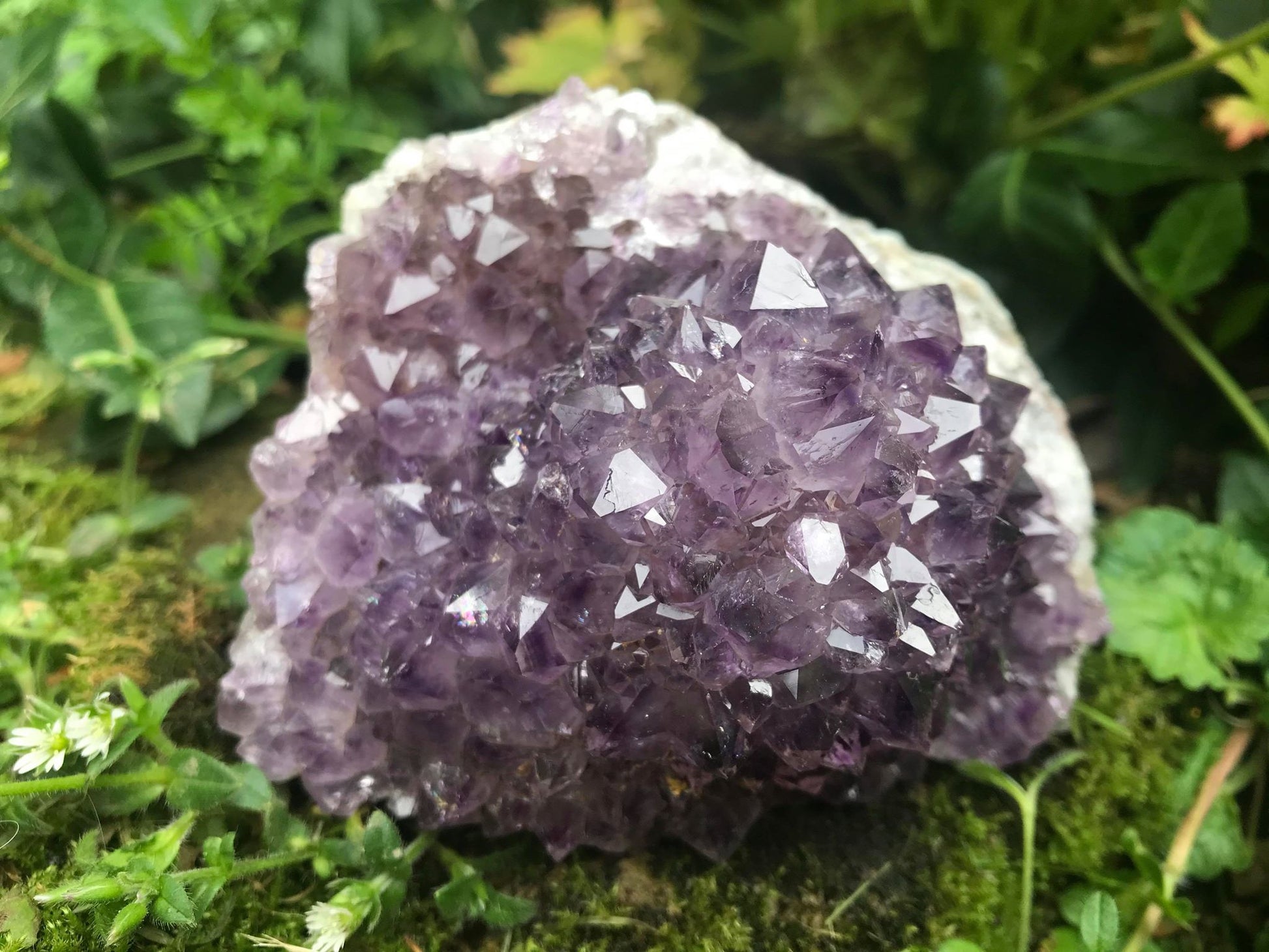Amethyst Flower Specimen ~ Uruguay - Gem Realm