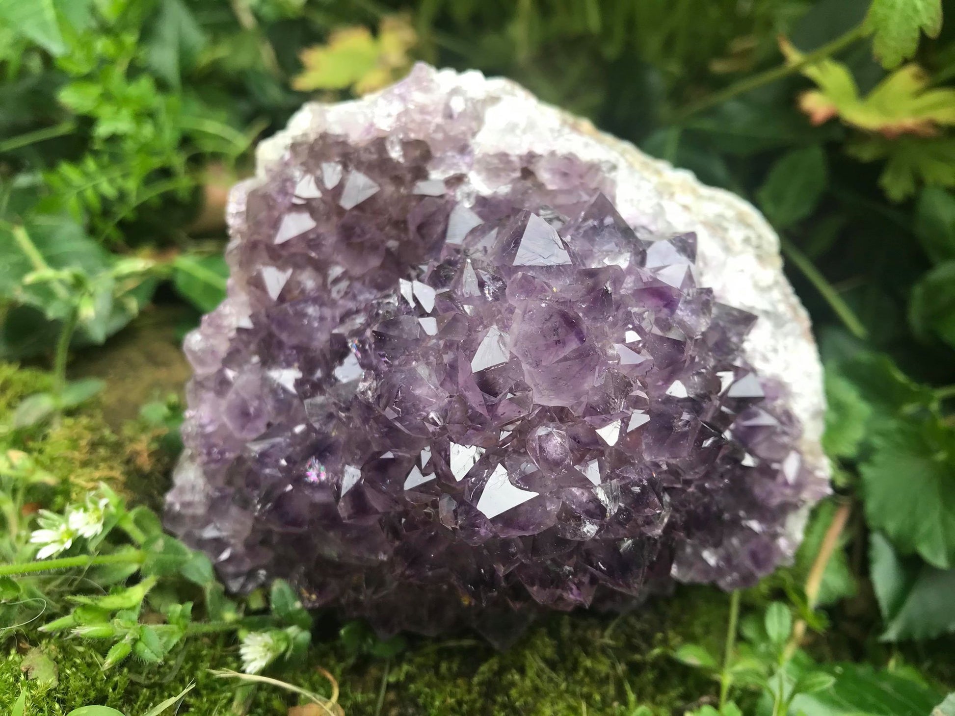Amethyst Flower Specimen ~ Uruguay - Gem Realm