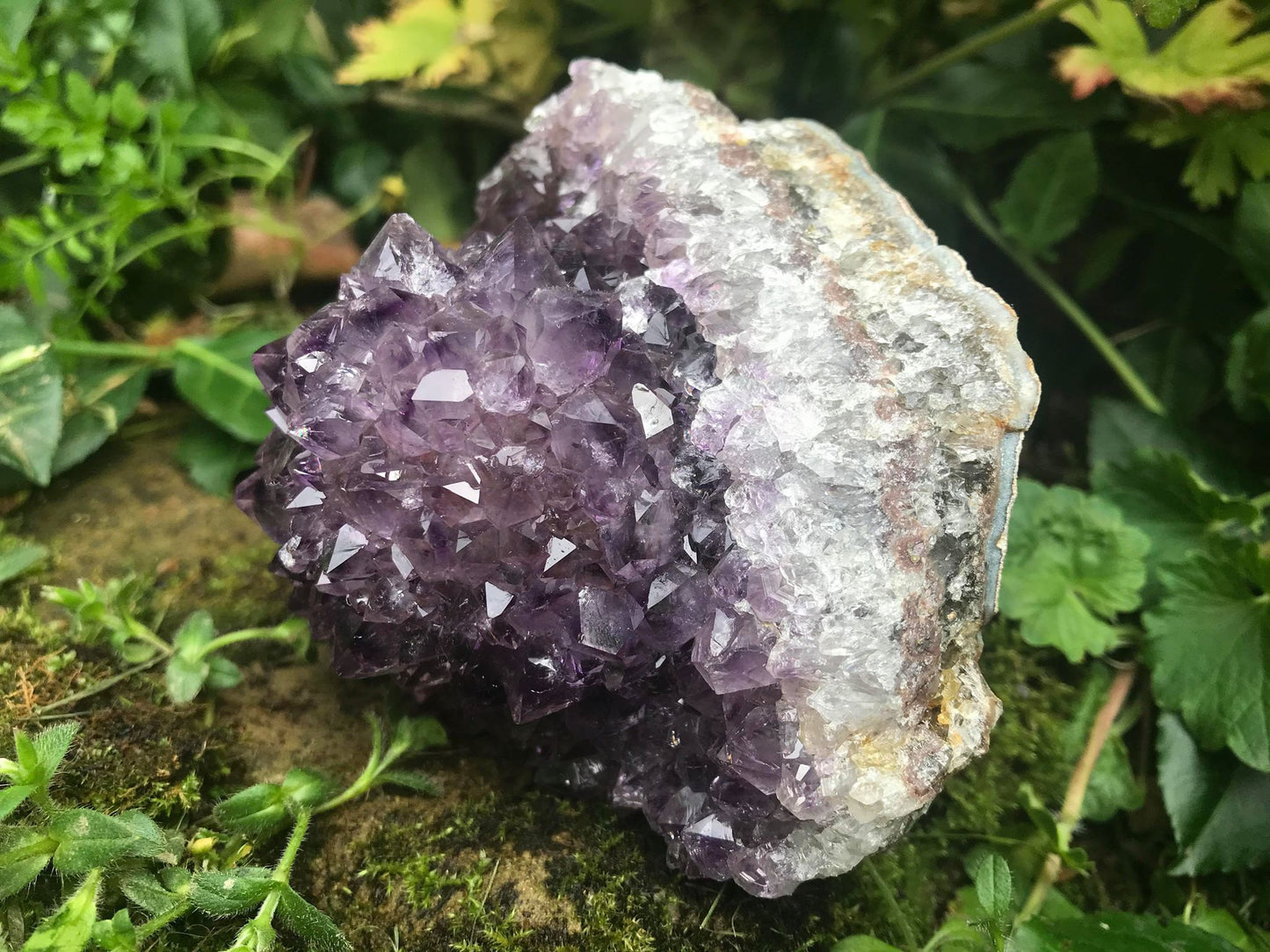 Amethyst Flower Specimen ~ Uruguay - Gem Realm