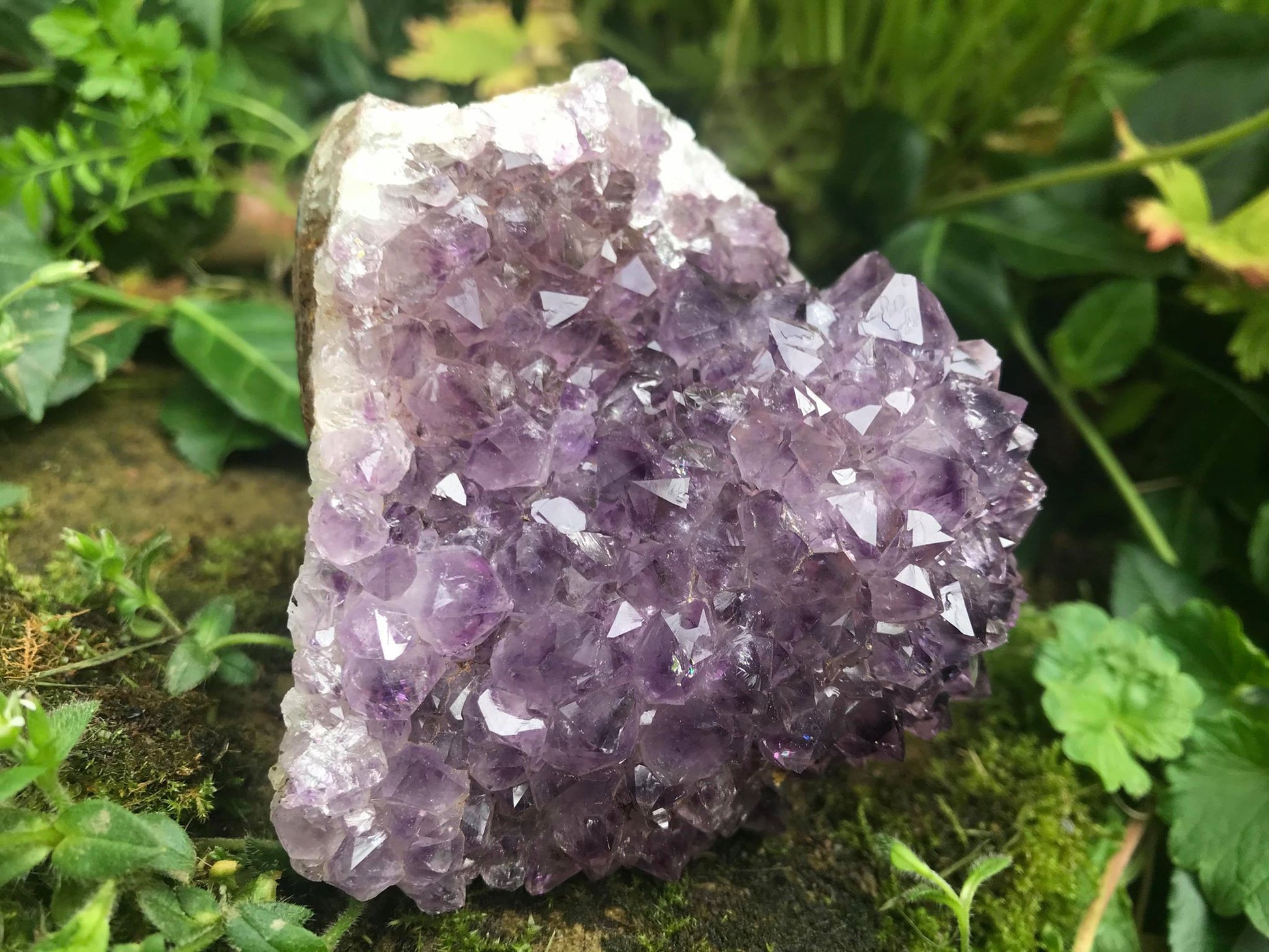 Amethyst Flower Specimen ~ Uruguay - Gem Realm