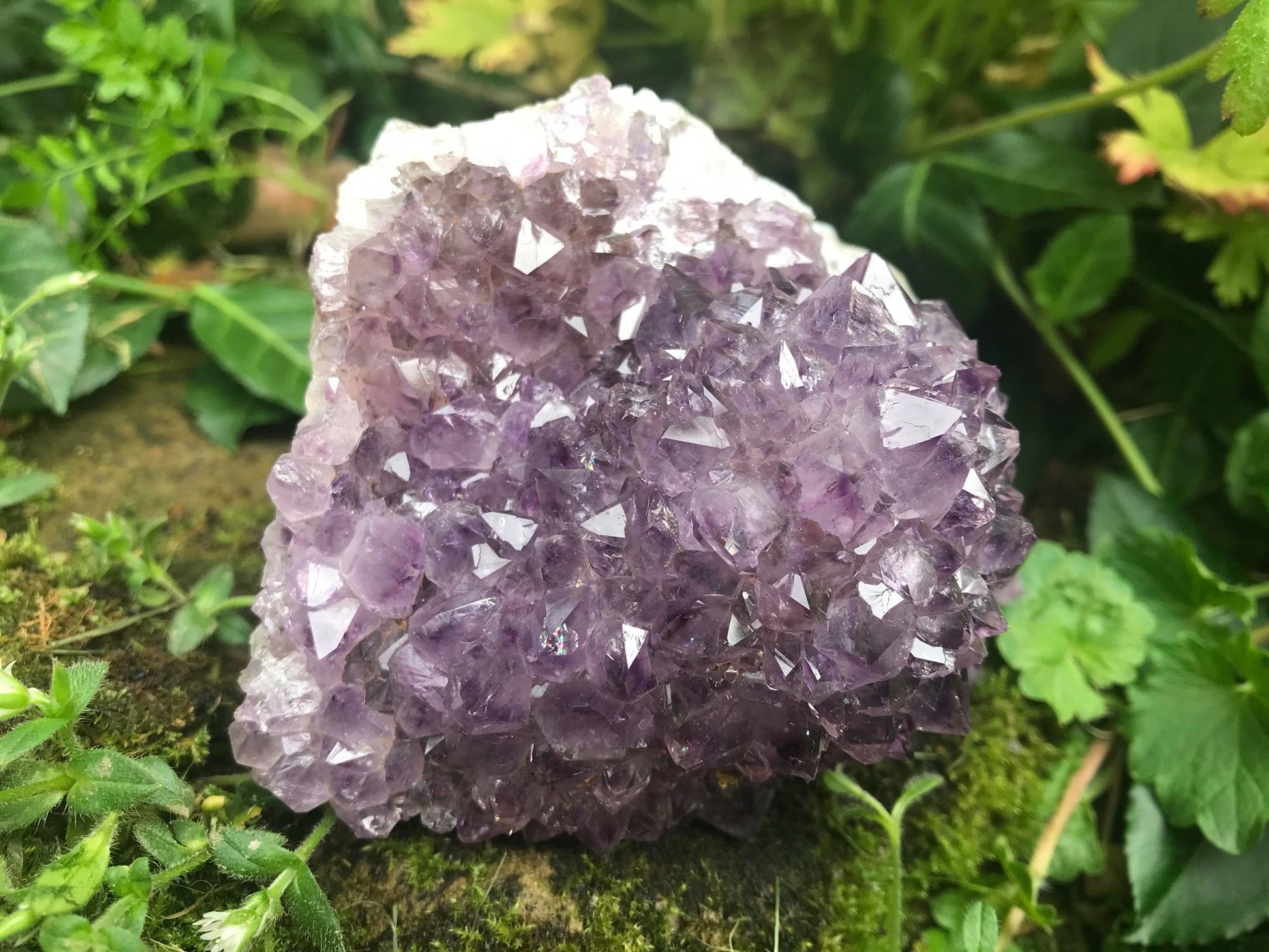 Amethyst Flower Specimen ~ Uruguay - Gem Realm