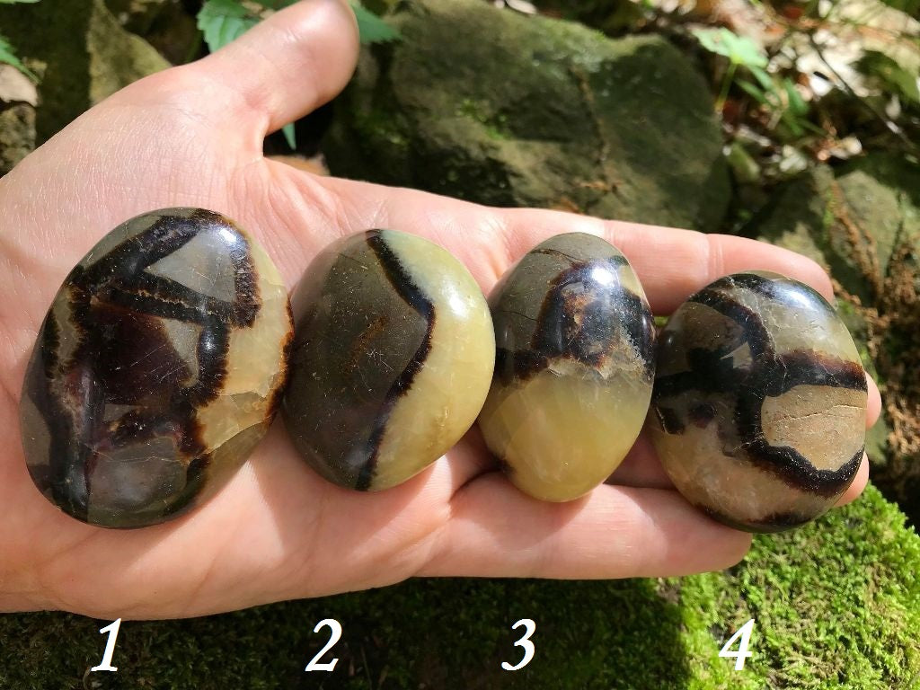 Septarian Palm Stones - Gem Realm