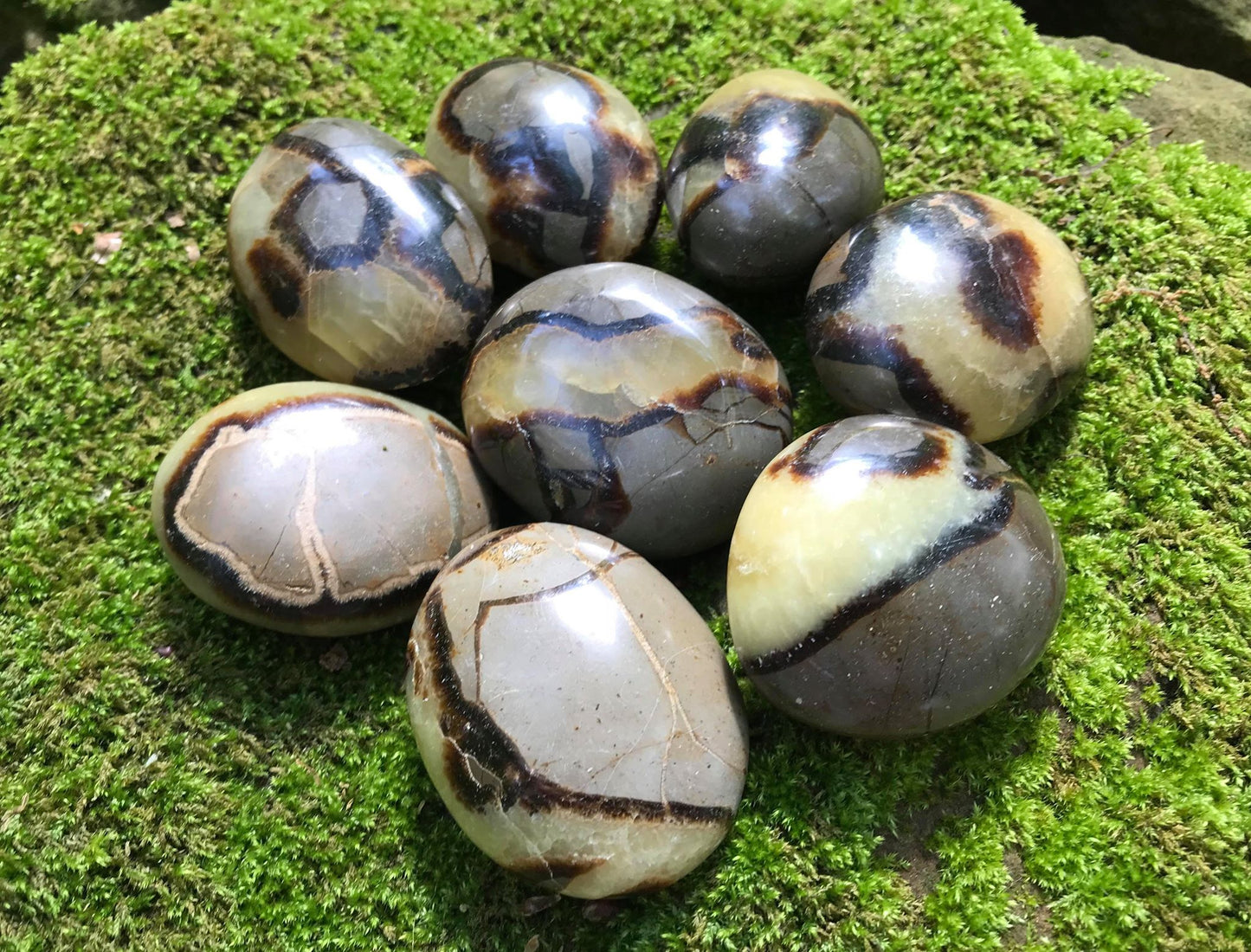 Septarian Palm Stones - Gem Realm
