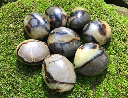 Septarian Palm Stones - Gem Realm