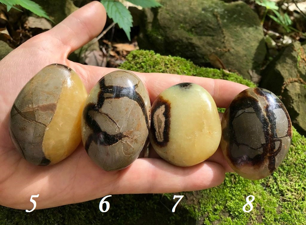 Septarian Palm Stones - Gem Realm