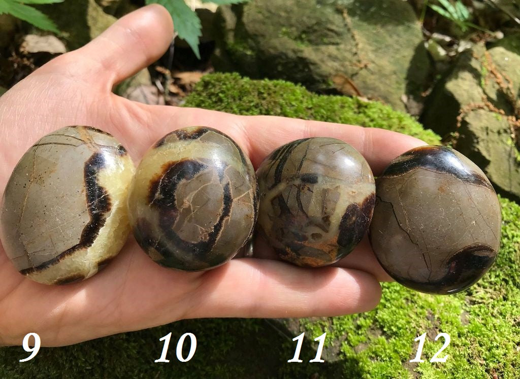 Septarian Palm Stones - Gem Realm