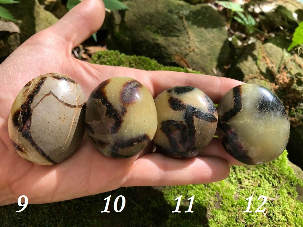 Septarian Palm Stones - Gem Realm