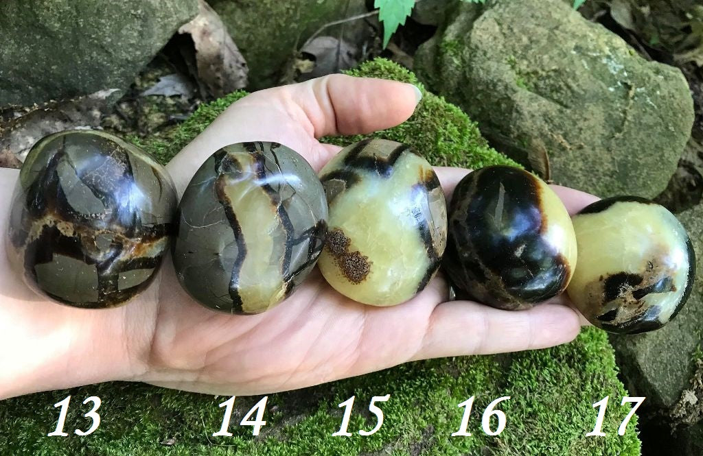 Septarian Palm Stones - Gem Realm