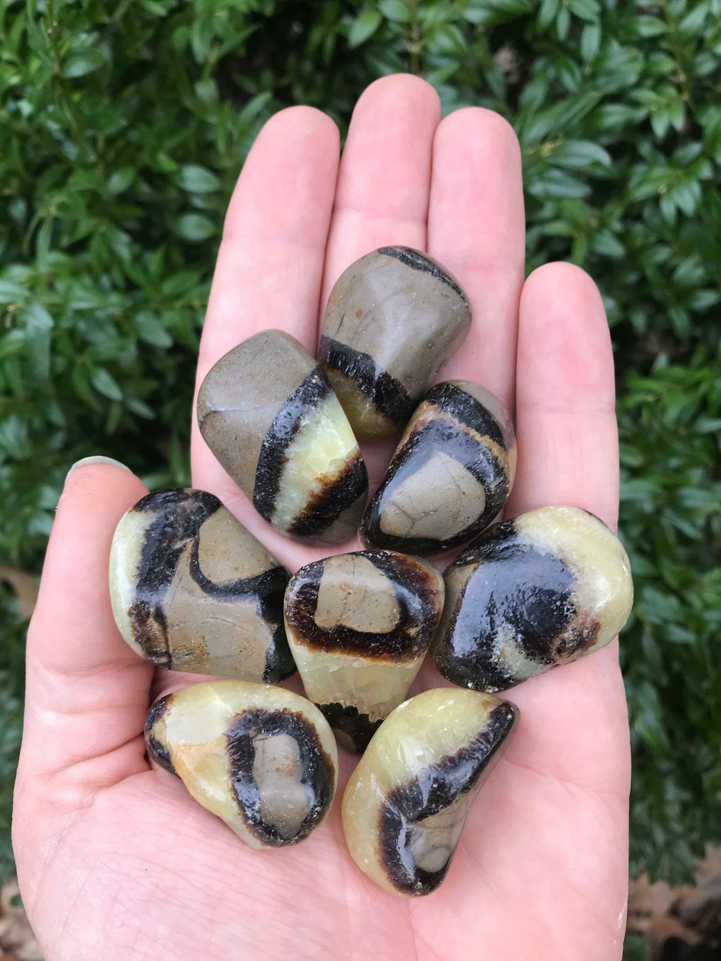 Septarian - Gem Realm