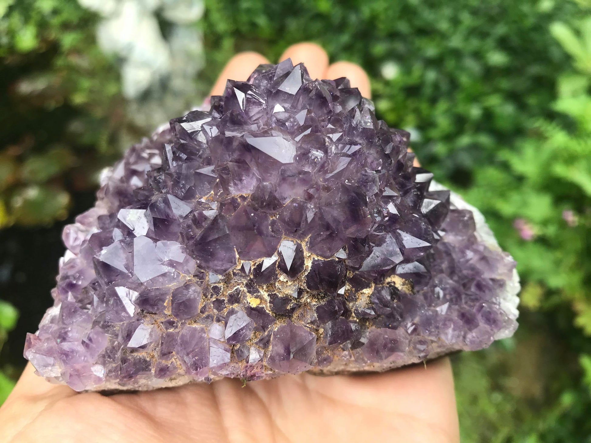 Amethyst Flower Specimen ~ Uruguay - Gem Realm