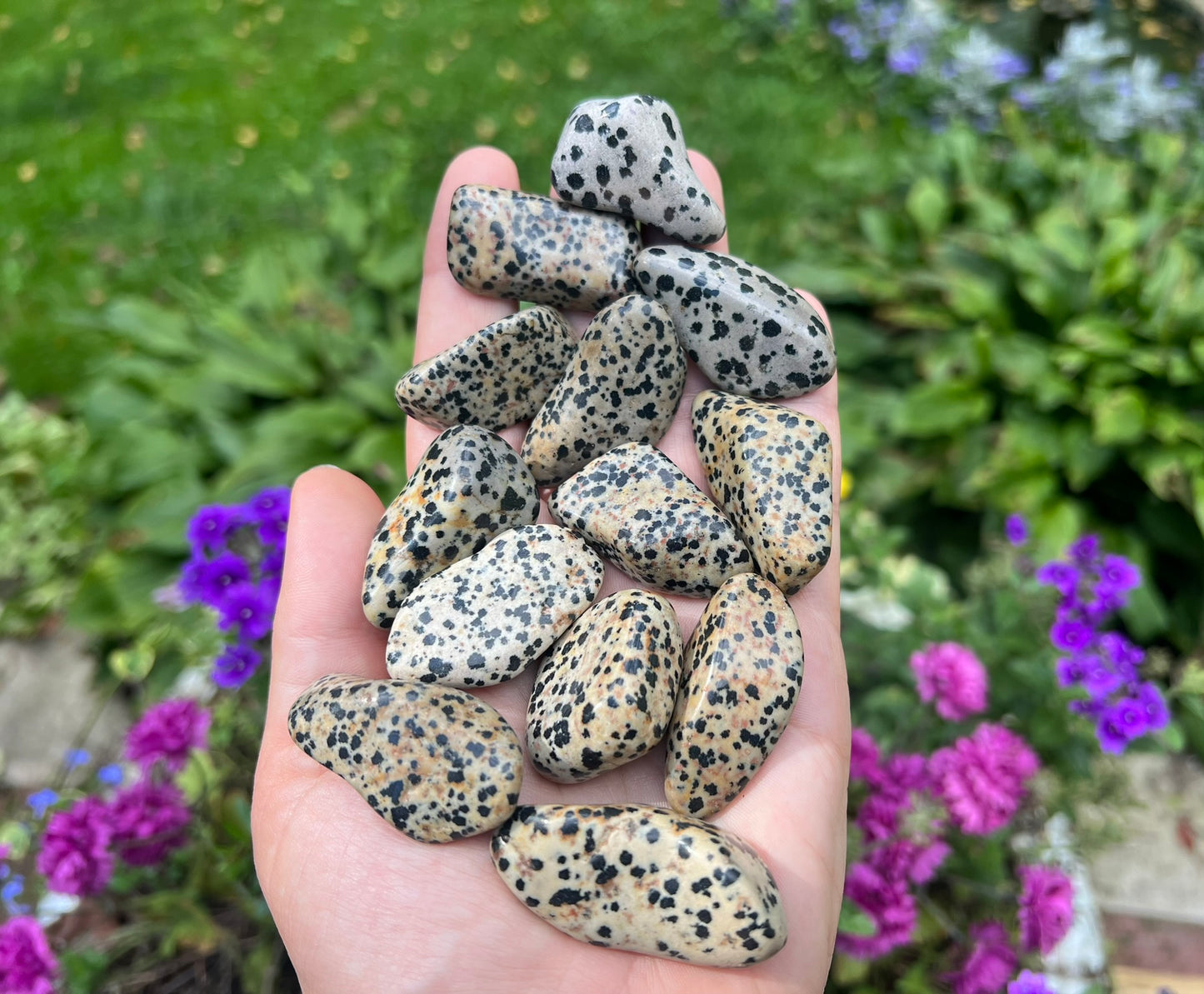 Dalmation Jasper Tumbled Stones