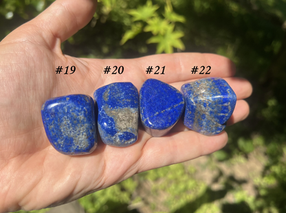 Lapis Lazuli Tumbled Stones ~ Large