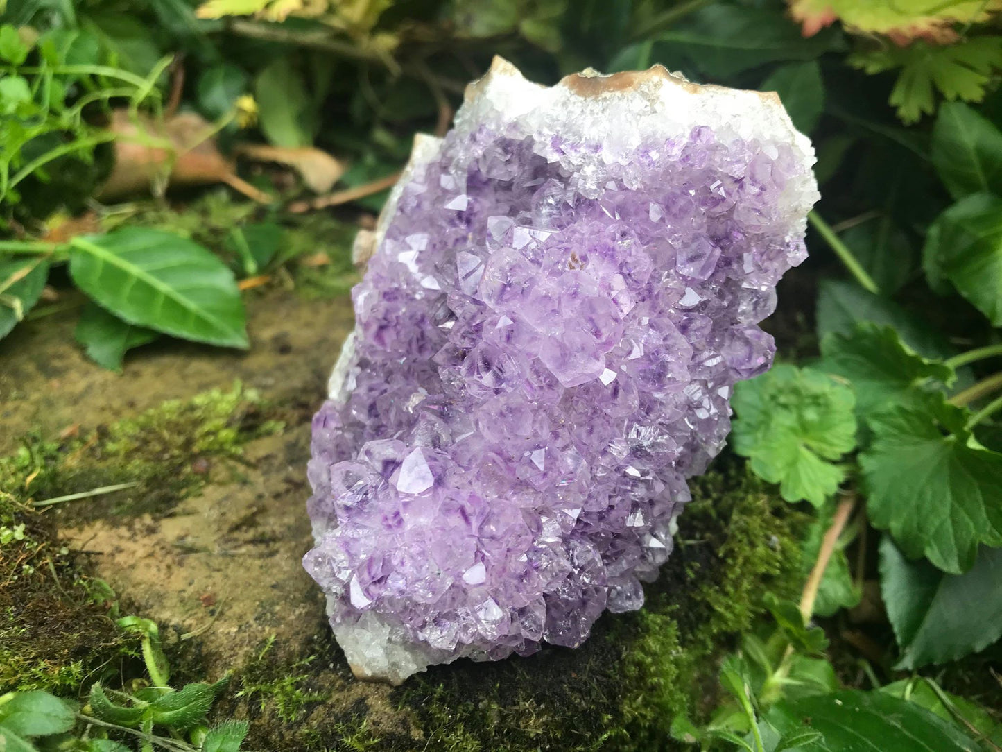 Amethyst Flower Specimen ~ Uruguay - Gem Realm 