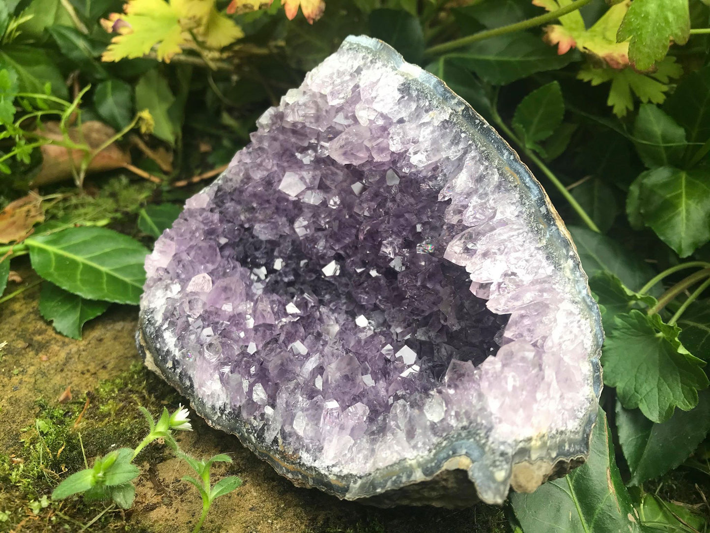 Amethyst Geode ~ Uruguay - Gem Realm 