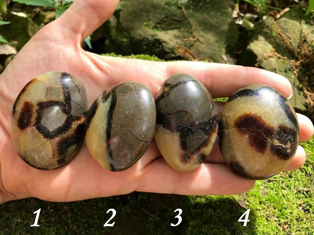 Septarian Palm Stones - Gem Realm 
