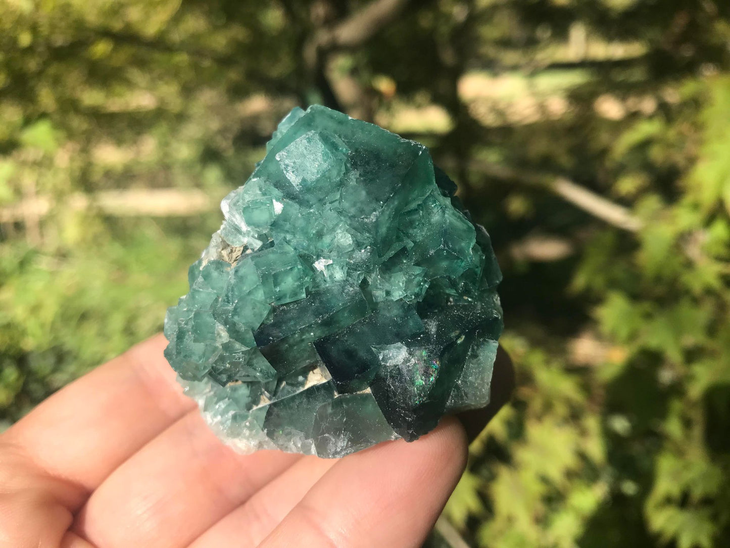 Green Fluorite Specimen ~ Madagascar