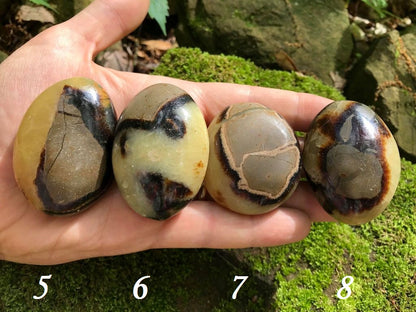 Septarian Palm Stones - Gem Realm 