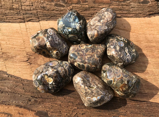 Turitella Agate - Gem Realm 