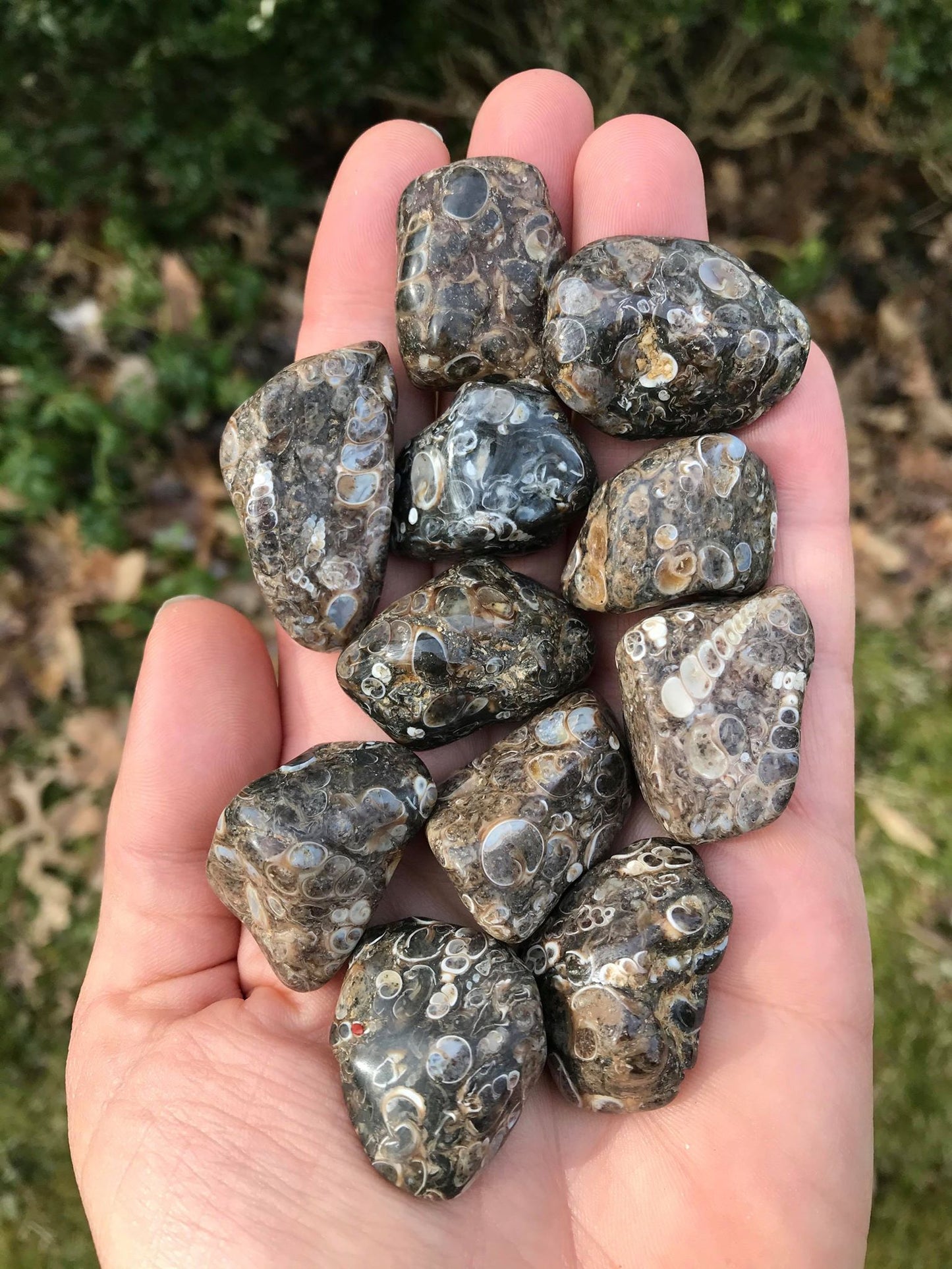 Turitella Agate - Gem Realm 