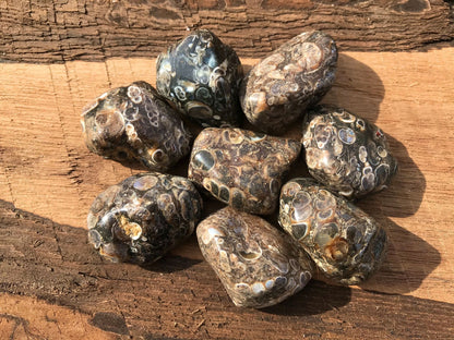 Turitella Agate - Gem Realm 