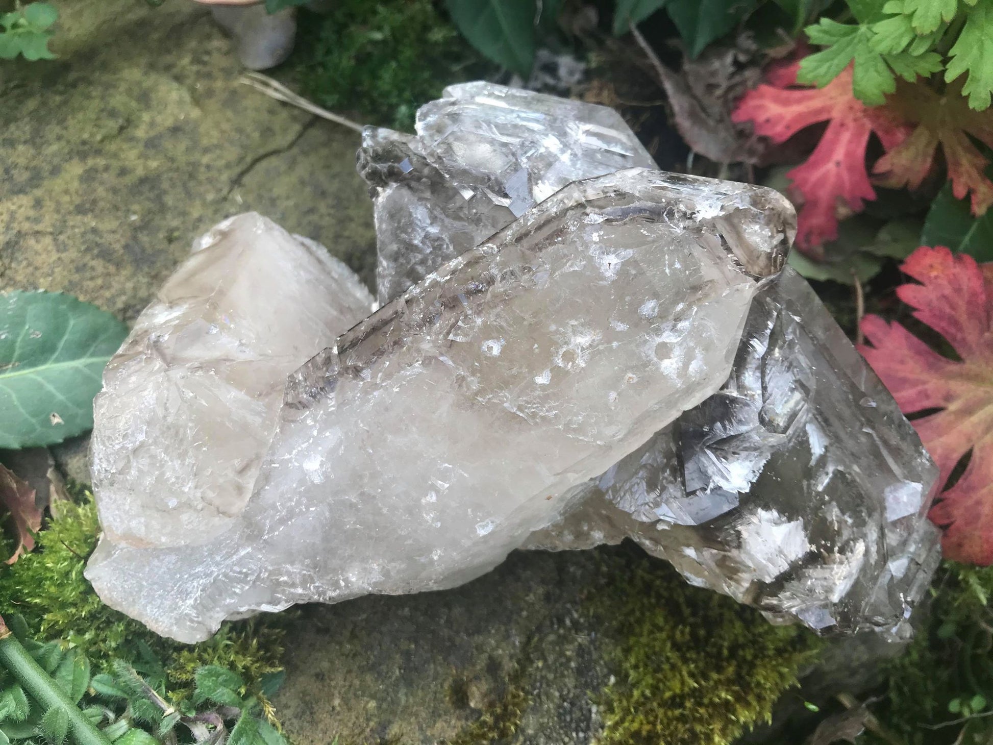 Smoky Elestial Quartz Specimen ~ Large - Gem Realm 