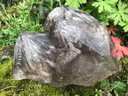 Elestial Smoky Quartz ~ Extra Large - Gem Realm 