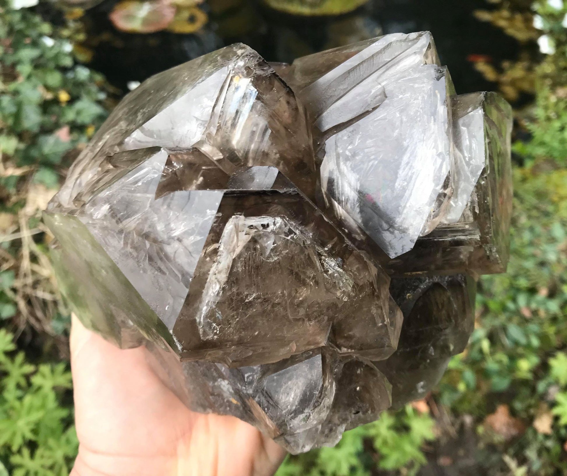 Elestial Smoky Quartz ~ Extra Large - Gem Realm 