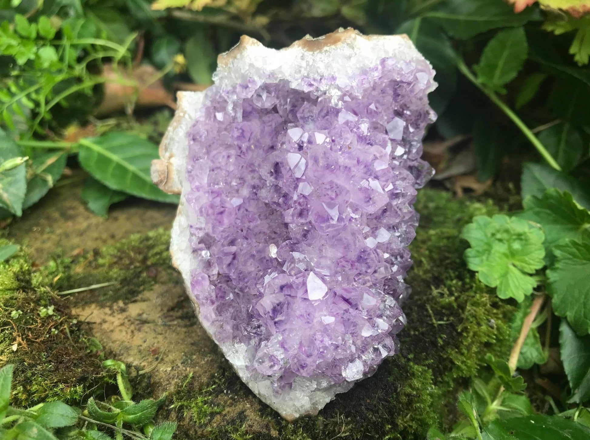 Amethyst Flower Specimen ~ Uruguay - Gem Realm 