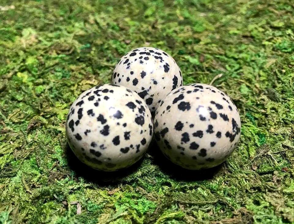 Dalmatian Jasper Spheres - Gem Realm 